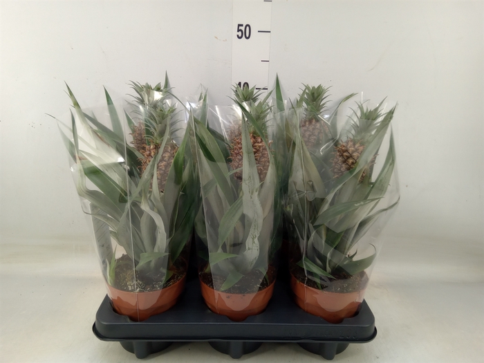 <h4>Ananas  'Rosita'</h4>