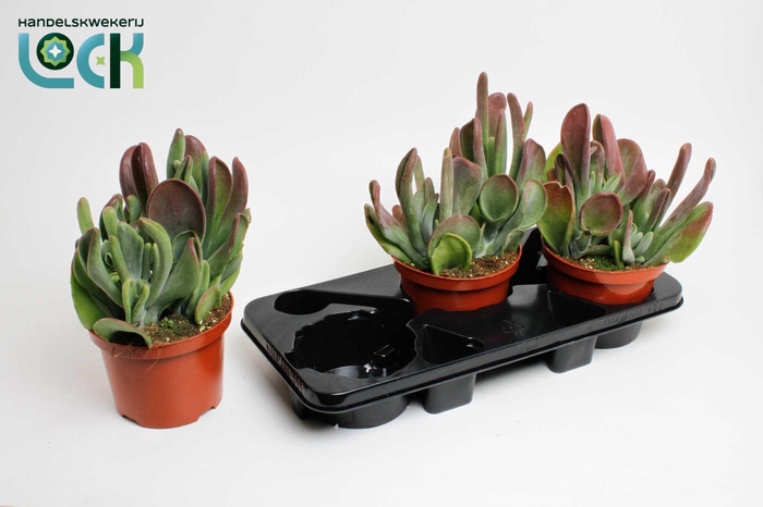 <h4>Kalanchoë Oricula</h4>