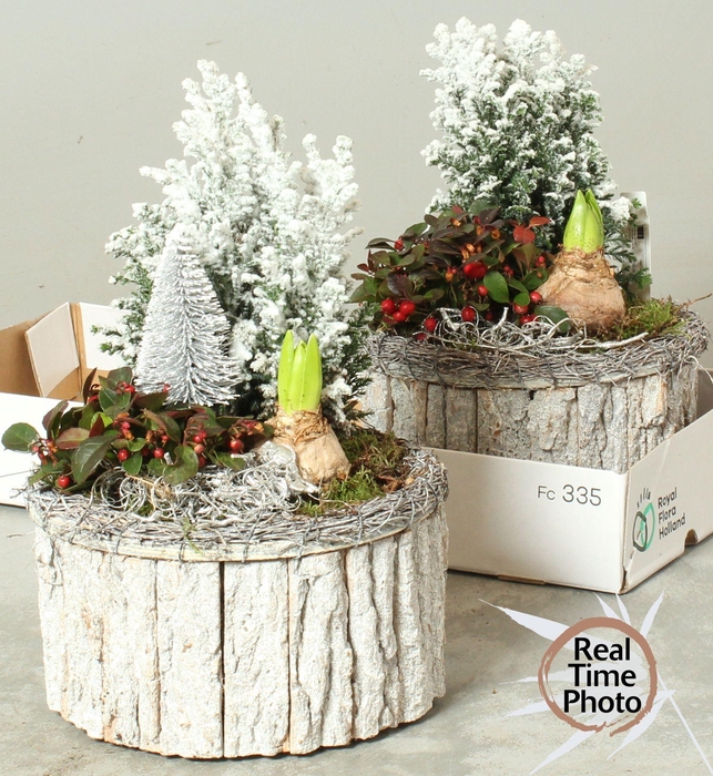 <h4>Arr Tuinplanten H%</h4>