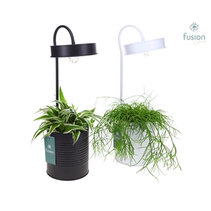 Lamp metaal zwart met LED verlichting met groene planten