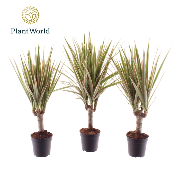 <h4>Dracaena Bicolor stam 7 cm</h4>
