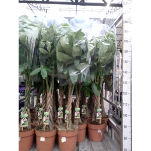 Pachira aquatica