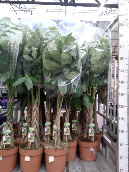 <h4>Pachira aquatica</h4>