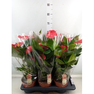 Anthurium andr. 'Felicita'