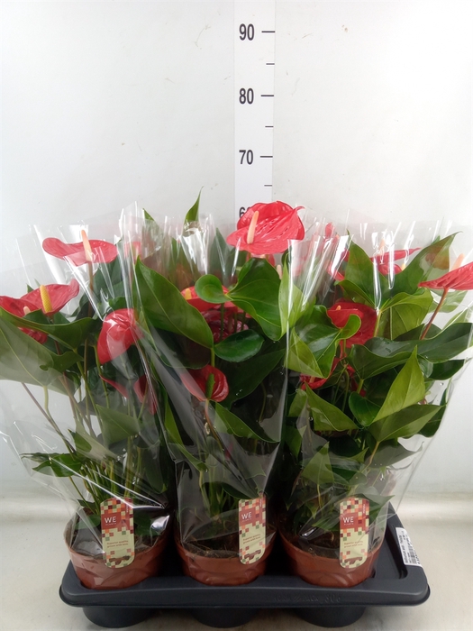 <h4>Anthurium andr. 'Felicita'</h4>
