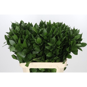 Ruscus Hypophyllum