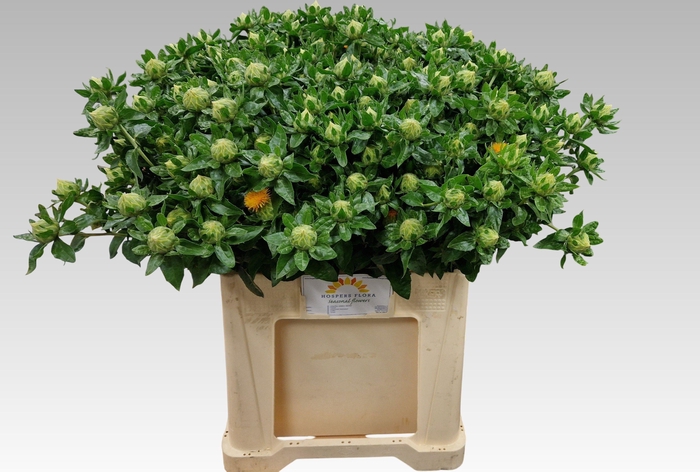 <h4>CARTH T ZANZIBAR</h4>