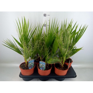 Washingtonia filifera