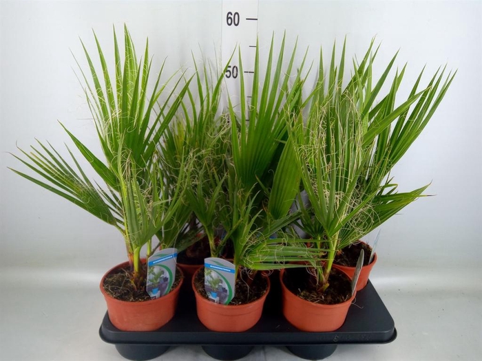 <h4>Washingtonia filifera</h4>