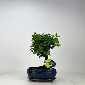 Sageretia theezans, 19 cm., broom, with driptray