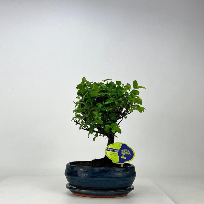 <h4>Sageretia theezans, 19 cm., broom, with driptray</h4>