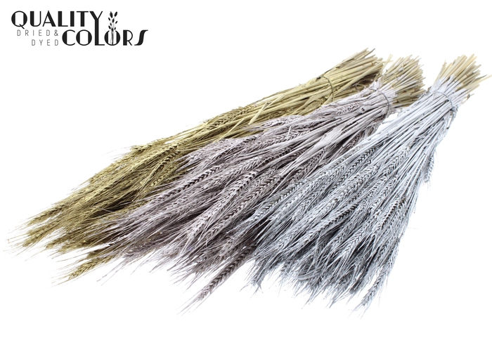 <h4>Triticale per bunch Mixed Colours Wedding</h4>
