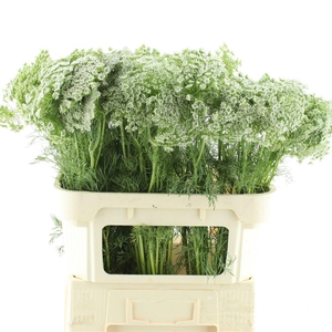 Ammi Visnaga