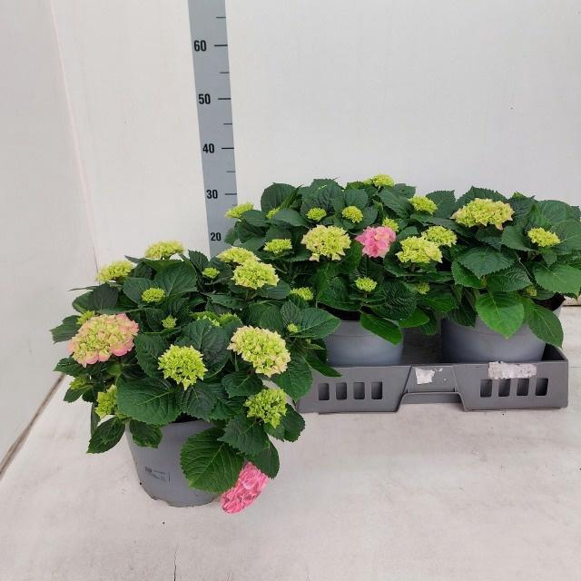 <h4>HYDR M HI RIVER</h4>