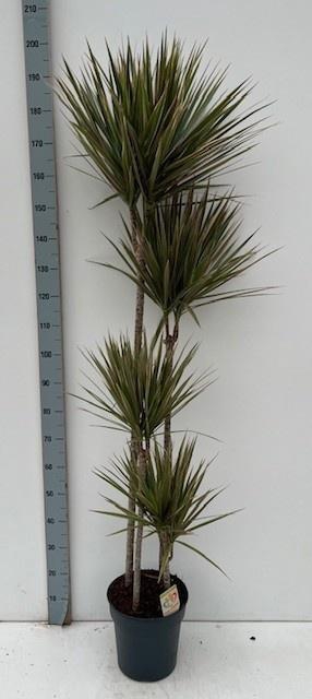 <h4>DRA MARG BICOLOR</h4>