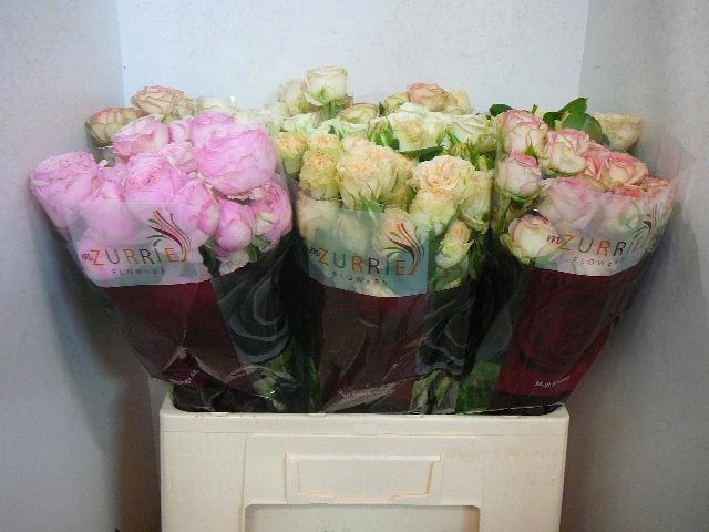 <h4>R TR GEM IN FUST</h4>