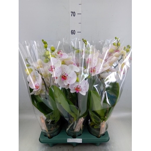 Phalaenopsis  'SpiritWhite Special'