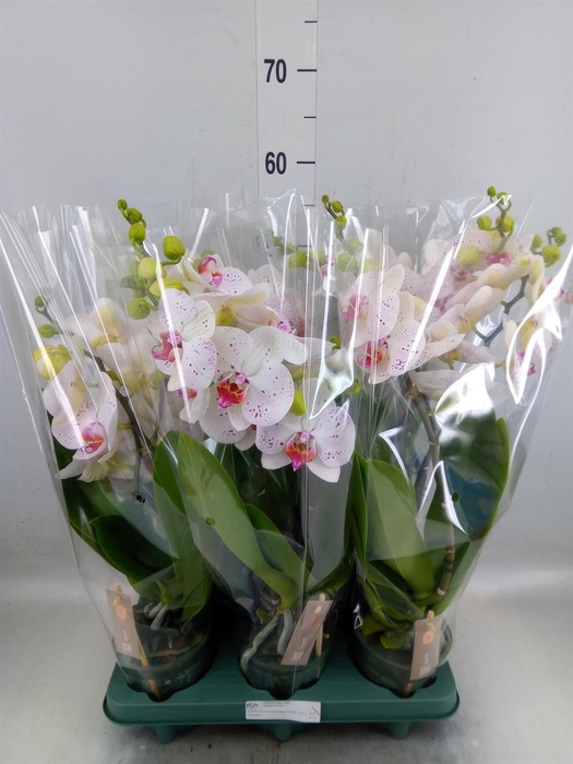 <h4>Phalaenopsis  'SpiritWhite Special'</h4>