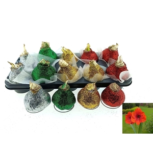 BLOEMBOL HIPPEASTRUM