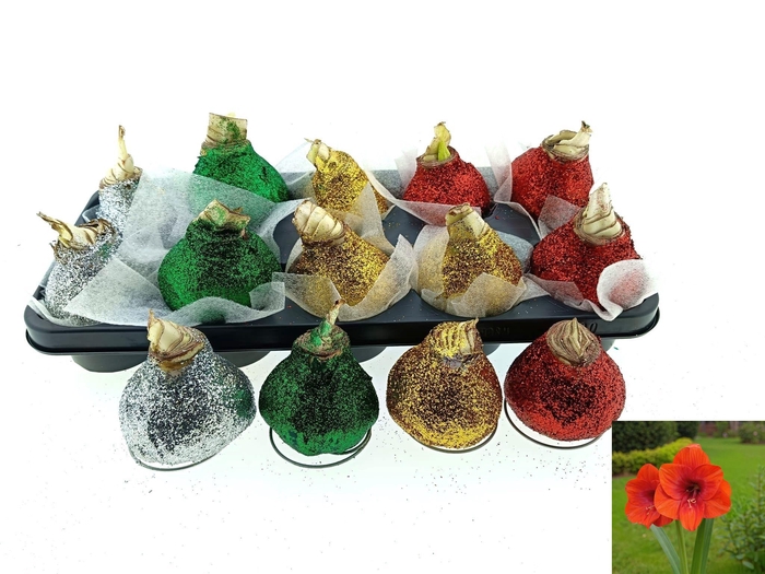 <h4>BLOEMBOL HIPPEASTRUM</h4>