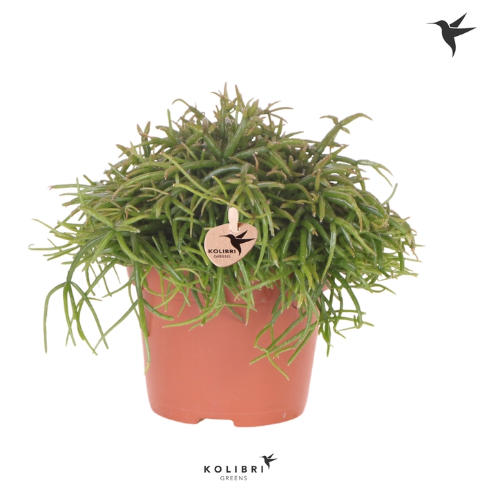 <h4>Rhipsalis Cassutha Oasis</h4>