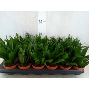 Dracaena frag. 'Compacta'