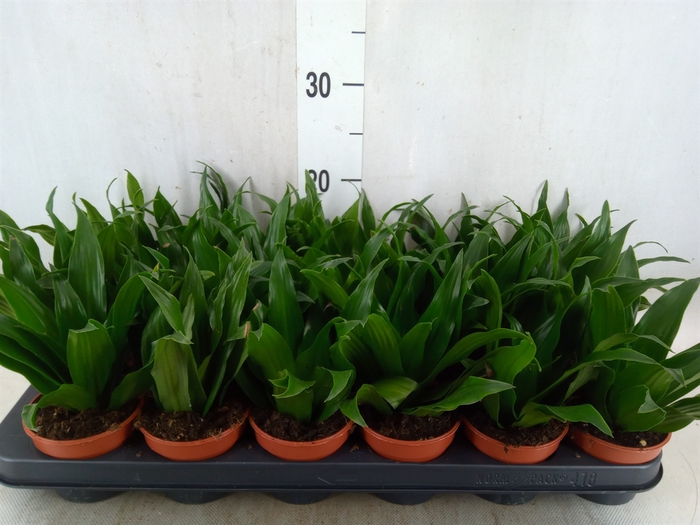 <h4>Dracaena frag. 'Compacta'</h4>