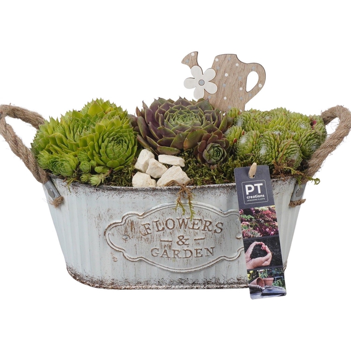 <h4>Arr.  Sempervivum L%</h4>
