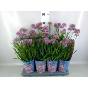 Allium   ...