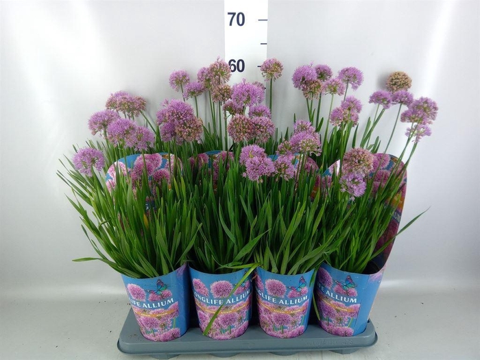 <h4>Allium   ...</h4>