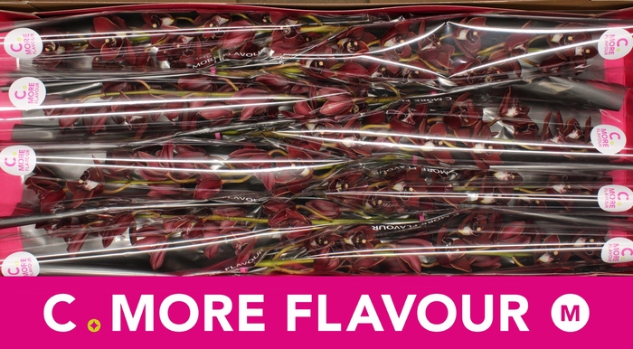 <h4>Mini cymbidium 'George Harrison' 70 cm</h4>