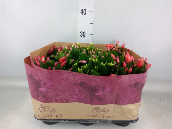 <h4>Schlumbergera   ...mix 3</h4>