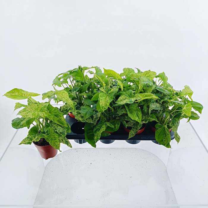 <h4>Syngonium podophyllum Mottled 12Ø 25cm</h4>