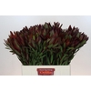 Leucadendron Saf Sunset Dark Red