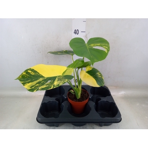 Monstera adansonii 'Aurea'