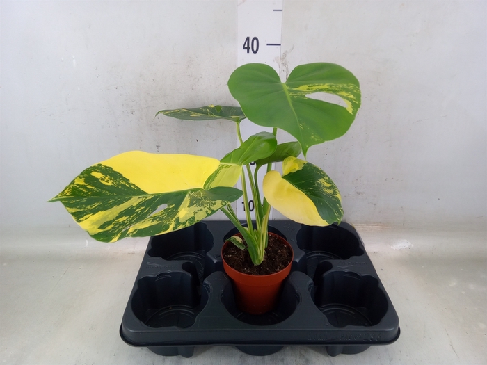 <h4>Monstera adansonii 'Aurea'</h4>