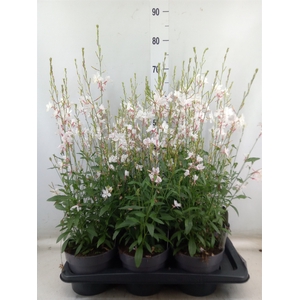 Gaura lindheimeri   ...