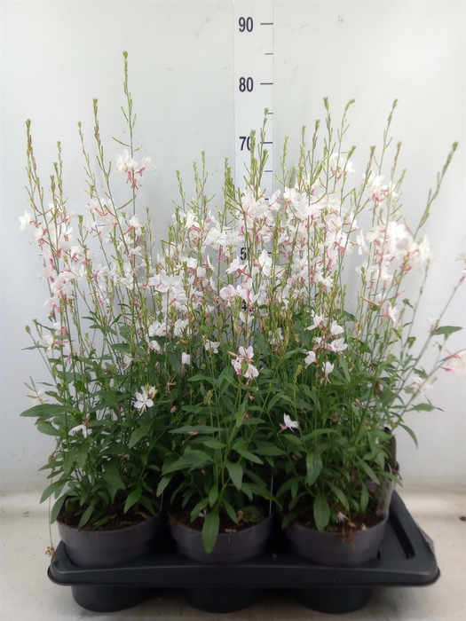 <h4>Gaura lindheimeri   ...</h4>