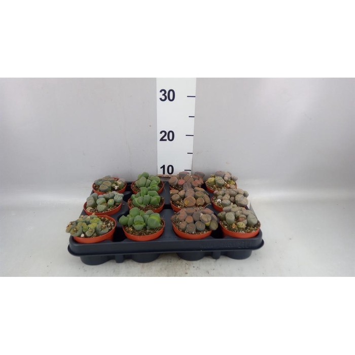 <h4>Lithops sp.</h4>