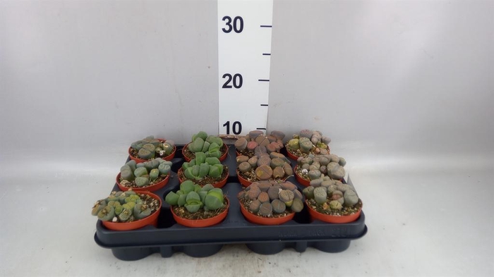 <h4>Lithops sp.</h4>