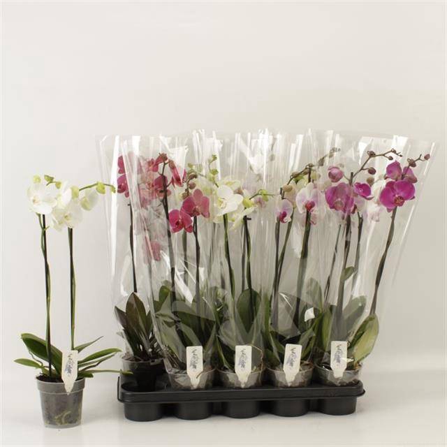 <h4>PHAL GEM</h4>