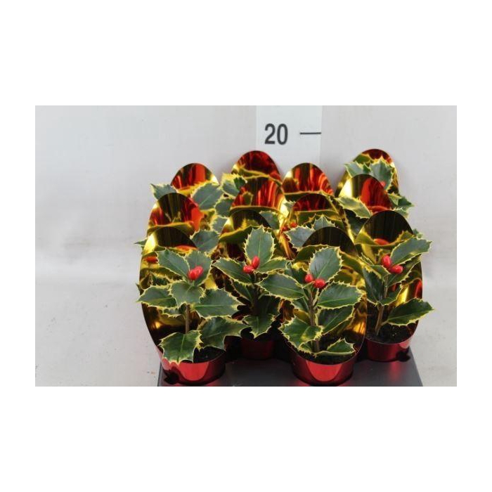 <h4>Ilex aquifolium</h4>