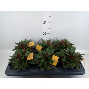 Peperomia caperata 'Rosso'