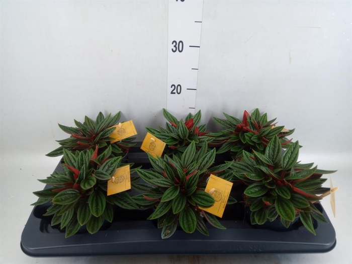 Peperomia caperata 'Rosso'
