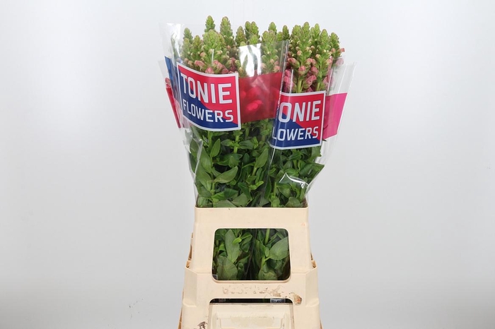 <h4>Antir Maryland Pink</h4>