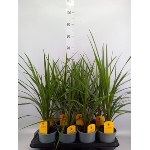 Cordyline indivisa 'Peko'