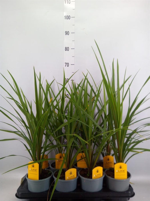 <h4>Cordyline indivisa 'Peko'</h4>