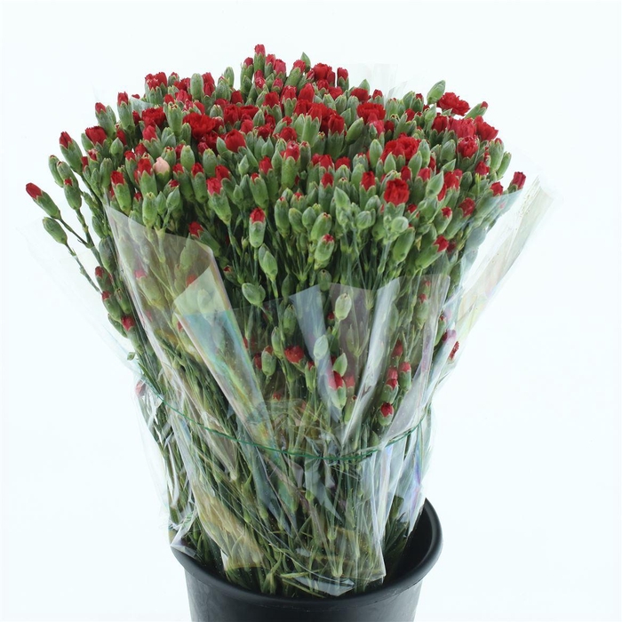 <h4>Di Tr Pino Rosso Extra</h4>