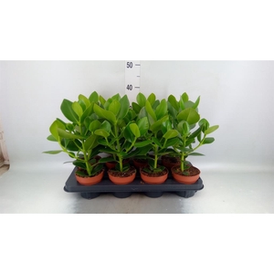 Clusia rosea 'Princess'