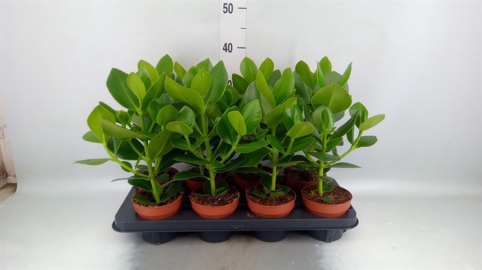 <h4>Clusia rosea 'Princess'</h4>